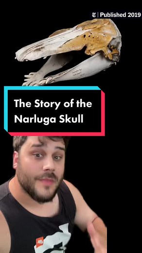 The Intriguing Narluga Skull: A Tale of Hybrid Whales