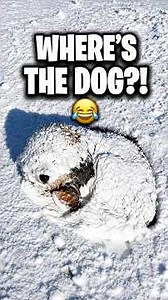 🐶 Dogs Go Absolutely Crazy In The Snow ❄️😂 #dogs #funnydogs #dogshorts #snowdog #funnyshorts #shorts