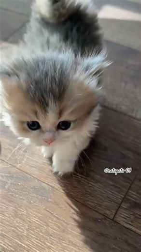 cat Walk Style #catvideo