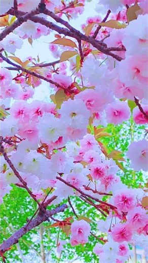 Springtime romance begins with flower viewing; every tree is in full bloom