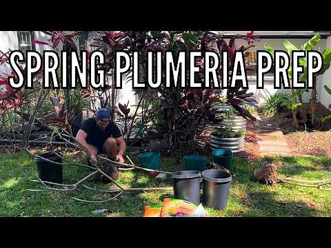 How to Repot & Prepare Plumeria Trees for Spring GROWTH // The Gardener's Garden