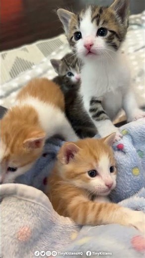 Breaking Snail mews!! 🐾