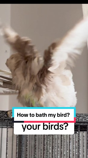 Hiw to bath my birds!! #cockatiel #cockatielsoftiktok #cute #educational #tutorial #birdbath #conure #conuresoftiktok #greencheekconure #teach