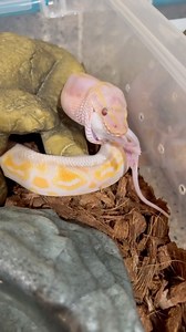 7.9K views · 72 reactions | FEEDING DAY #ballpython #royalpython #reptile #reptiles #reptilesofinstagram #snake #snakes #pets #petsofinstagram #pet #animals #wildlife #bloodpython #burmesepython #carpetpython #reticulatedpython #boaconstrictor #leopardgecko #crestedgecko #beardeddragon #bof #recessivegang #ballpythons #royalpythons #reels | BALLS of FURY | Facebook