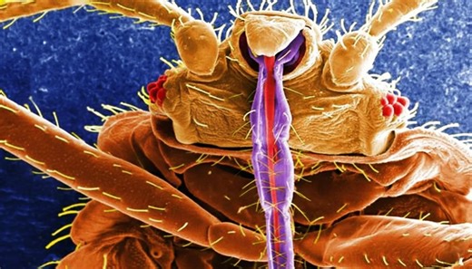 Ancient insects vs modern cities - how bed bugs exploited human evolution