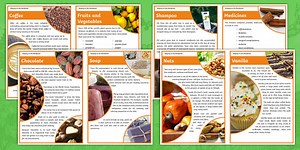 Relying on the Rainforest Fact Cards