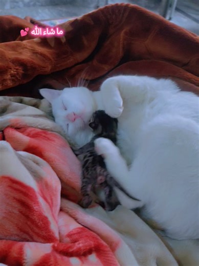 Suggest Cute Names for My Adorable Cats!