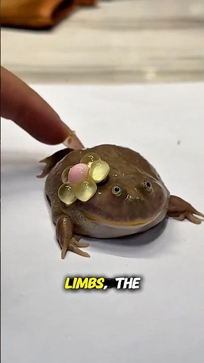 The Grumpiest Frog on Earth 🐸💢| Meet the Adorable Clown Frog #ClownFrog #FunnyAnimals #AnimalFacts