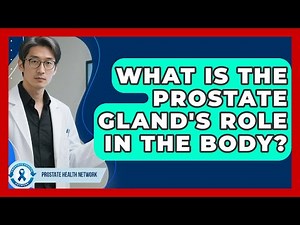 What Is The Prostate Gland's Role In The Body? - Prostate Health Network