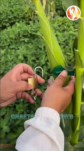 Corn | Farmers lock up corn and corn stalks