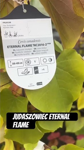 I recommend the beautifully colored variety of Judas tree Eternal Flame