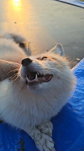 Some #Jaggerfox to start your morning off right 🌞 SaveAFox is a 501(c)(3) non-profit domestic wildlife sanctuary. All donations are tax deductible. EIN 82-3454531 We are a USDA licensed facility 🦊 🦊 🦊 🦊 🦊 🦊 🦊 🦊 🦊 💰 TO DONATE All donations are tax deductible. EIN 82-3454531 🔆 We are completely dependent on the public for donations to do what we do here! If you cannot donate, please interact! Leave comments, like, and share our posts! 🔅shop our website or donate: https://www.saveafox.