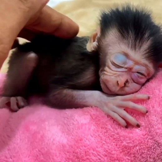 9.2K views · 185 reactions | “First Night Without Mom  Rescued Baby Monkey Cries for Comfort” #babymonekey #smallbabymonkey #littlebabymonkey #cutemonkey #funnymonkey #Sarry | Sarry | Facebook