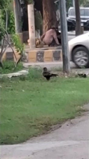 Eagel searching nesting material, چیل کی چہل قدمی گھانس میں۔ 🦅🦅