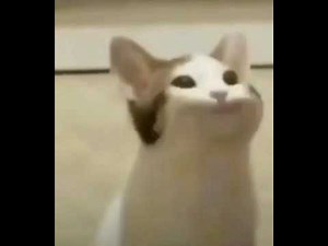 Cat Pog 1 Hour | Pop Cat