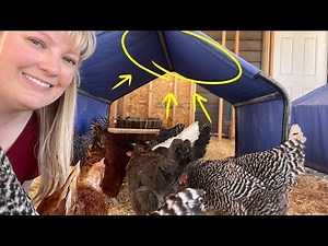 What every chicken WANTS in their run (But few have!)