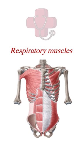 Medcase_ir | medical student | medicine on Instagram: "Respiratory muscles"