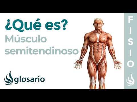 Semitendinosus Muscle | What it is, location, how to stretch and strengthen, origin, insertion, a...