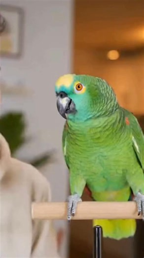 Parrot’s Savage Reply Shocks Everyone 😳🦜 #ParrotTalk #SavageParrot #ViralShorts #ParrotLife #shortsreels | Pets Lovers