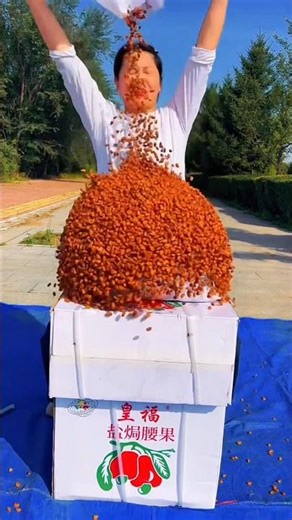 Pine nuts harvest #trending #shorts