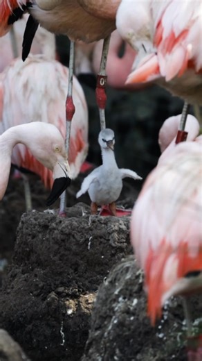 Mar Chiquita the Chilean flamingo made a marvelous comeback! 🩺🙌🦩 Learn about flamingo breeding season at the Zoo and how a hospitalized flamingo chick we call “Mar Chiquita” made her way back to the flamingo yard thanks to the collaborative efforts of our zookeepers and veterinarians. Check out our latest full-length YouTube video now! To watch the full video: https://www.youtube.com/watch?v=Qol5gNvmyfM Alt-text: A clip from our latest YouTube video featuring Zoological Manager Liz Beem and C
