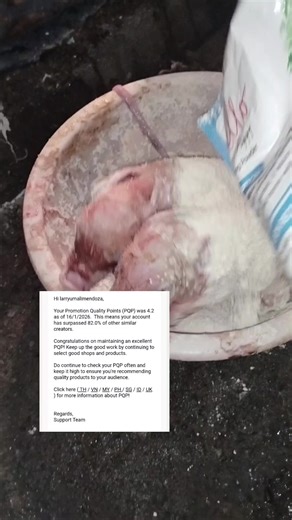 Hello Piggy Drying Powder for Livestock Management
