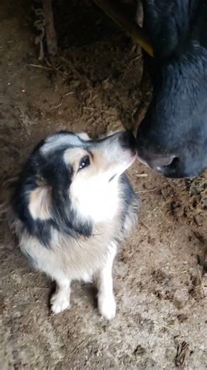 Ljubav na prvi zalogaj...😅 #dog #cow #friendship #funny #love
