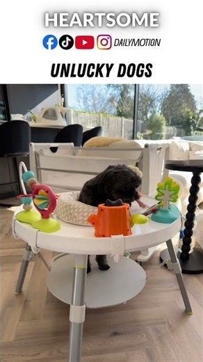 Dogs Having the Worst Day Ever – Funniest Pet Fails