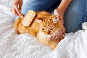 Cat Grooming Tools to Save Cat Owners A Lot of Grief During Bath Time