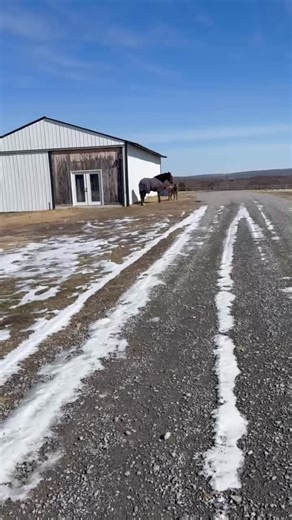 Henry is VERY happy about his new horse family—and he’s letting the whole barn know 🐴🩶🫏 Some souls are just meant to be together. | Kim Myers