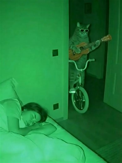 cat play an ukulele #cat #funnycats #night 3am #ukulele