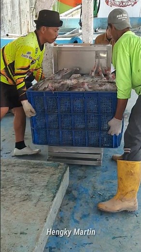 Challenging Fish Transfer: Sorting & Loading Saltwater Catfish for Local Delivery #SeaFish