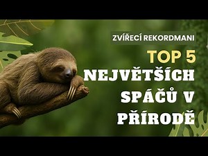 TOP 5 největších spáčů v přírodě!