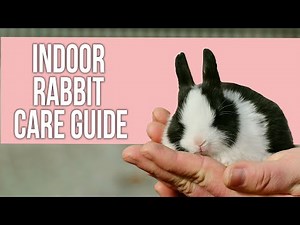 Basic Indoor Rabbit Care Guide for Beginners