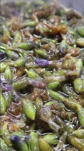 The Surprising Benefits of Drinking Lavender Tea for Better Sleep