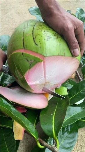 Red Coconut #coconut