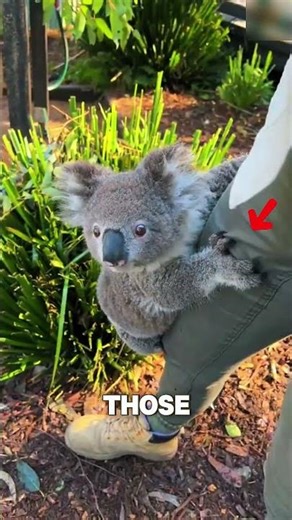This Baby Koala's Climb Will Melt Your Heart