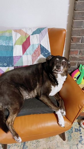 Dog Lip Syncing to Poopoopeepee Song | Ruby Doo and Friends