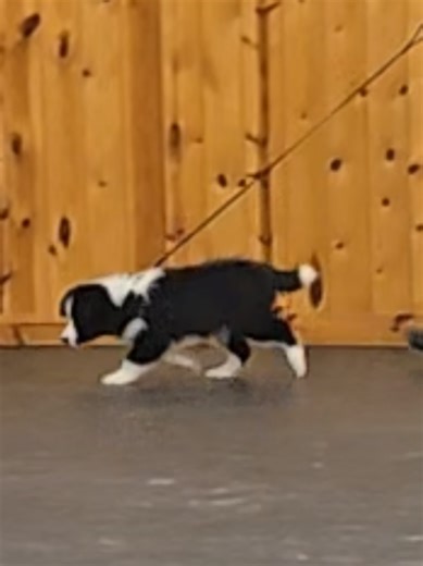 Improving Border Collie Movement and Posture