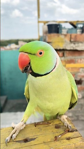 Indian Ringneck parrot video # Talking parrot video #viralvideo #nonstoptalkingparrot #talkingparrot