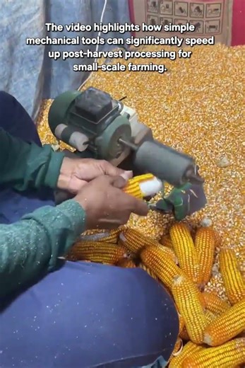 Efficient Electric Corn Shelling Machine in Action
