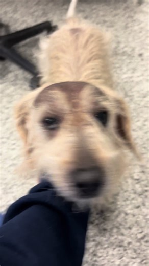 Calvin: The Bald Terrier's Journey with Alopecia