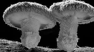 Jaw-Dropping Compilation of Nature Timelapses in Ultra HD