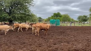 At the top of the Kalahari Desert you’ll find our second smaller charity Cows for Botswana. These are our cattle yards on our farm which is 6km x 4km. It’s one of my favorite places on earth. Thanks KP for the video from yesterday’s muster. | Cows for Cambodia