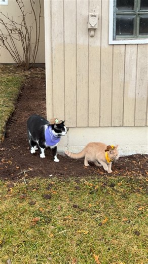 Jack Spicer on Instagram: "Meowdy purrtners. Monty chaos 🦖 🦖 🦖 If you’re a fan of Jack Spicer’s kitty cat cowboy content please consider subscribing or joining his Patreon linked in bio 😊 everything helps ❤️ #cat #cats #catlover #catsofinstagram #catlovers cats_of_instagram kittycat tuxedocat kitty catlife"