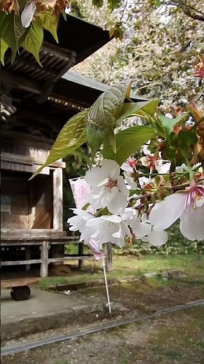 ​会津五桜「法用寺の虎の尾桜」創建1300年を超える古刹に咲く名木