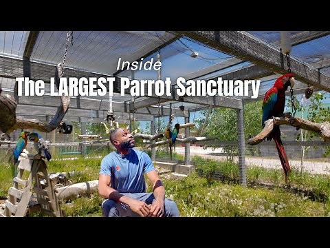 Private Tour of the Largest Parrot Sanctuary in Colorado | The Gabriel Foundation