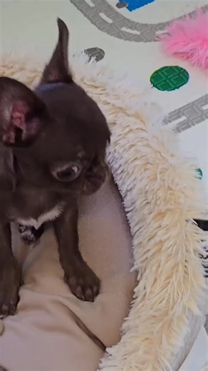 � Free Chihuahua puppies — Looking for Loving Homes � We’re excited to announce that we currently have a few adorable Chihuahuas ready for adoption — completely free of charge! Each kitten has been raised with love and care, and they’re all healthy, playful, and well-socialized. � Our goal is to ensure that every Chihuahua finds a safe, loving, and responsible home. These little ones are full of energy, affection, and charm — the perfect companions for families, couples, or individuals looking t