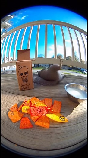 262K views · 2.3K reactions | Squirrel Eats the Skull Chips ️ | Funniest Porch Reaction Ever! #Funny #funnyvideos #funnymemes #reels (AI Video – 100% generated, no real animals involved) | Lala Sana | Facebook