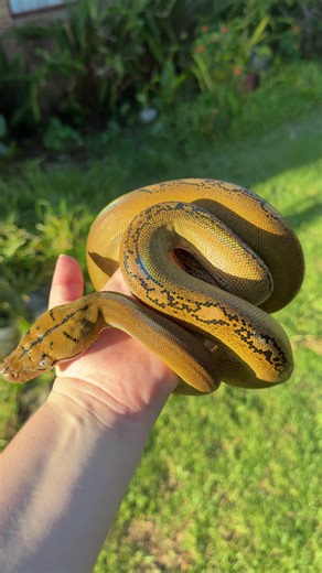 It’s been forever since I posted. So here’s our new boy! He’s a platinum golden child het albino reticulated python! 🌈 who wants to see some of our newest additions? 😎 #reticulatedpython #python #pythons #reticulatedpythons #snakes #snakelovers #fyp #trending #reptile #reptilesoftiktok #reptilekeeper #reptilekeeperlife